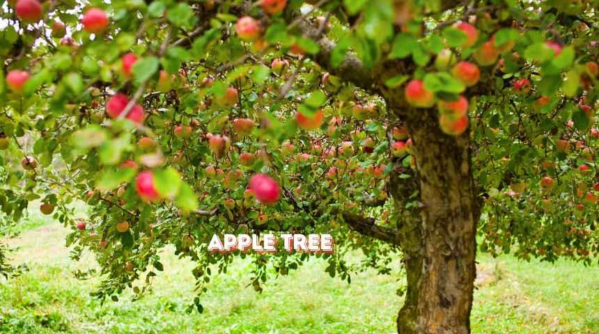 When Is Apple Season in Michigan?