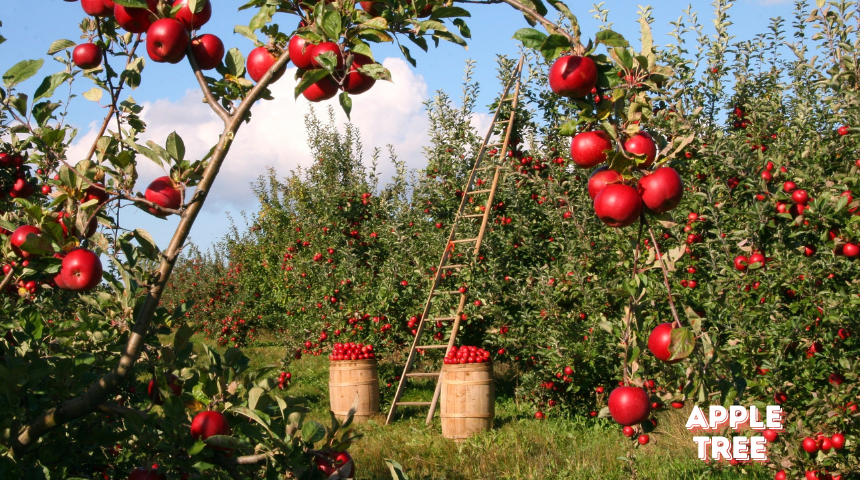 When Is Apple Season in Michigan?