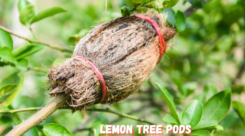 Can Lemon Trees Grow In Michigan? 