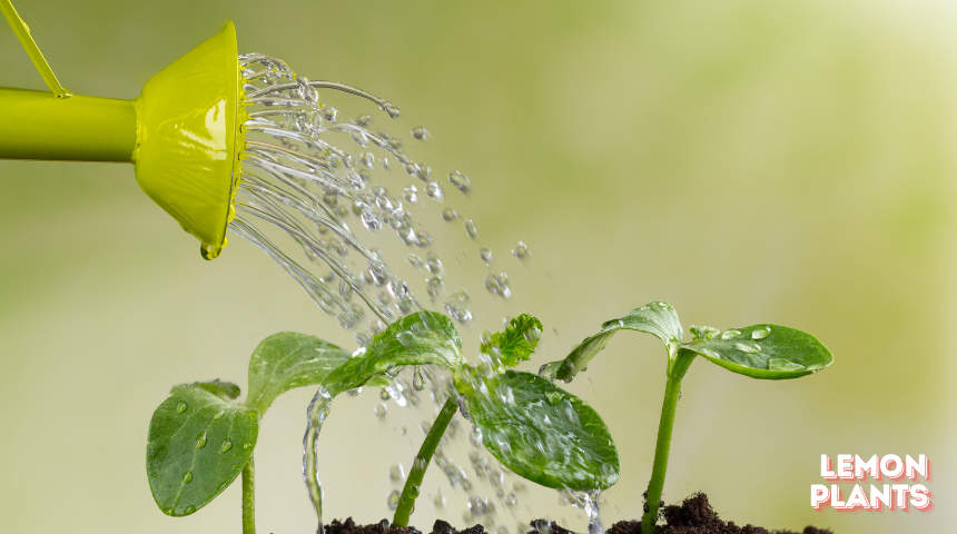 Can Lemon Trees Grow In Michigan 