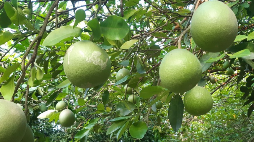 Can Lemon Trees Grow In Michigan