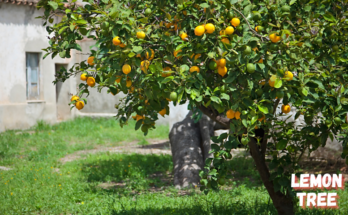 Can Lemon Trees Grow In Michigan