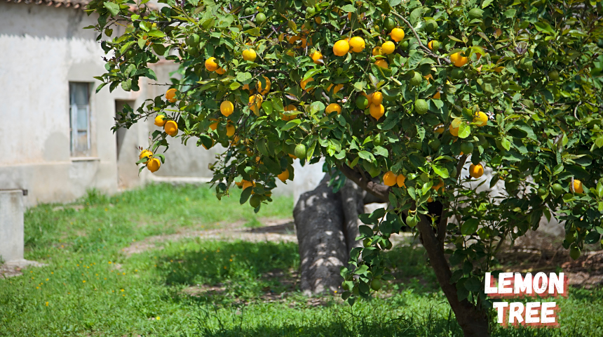 Can Lemon Trees Grow In Michigan