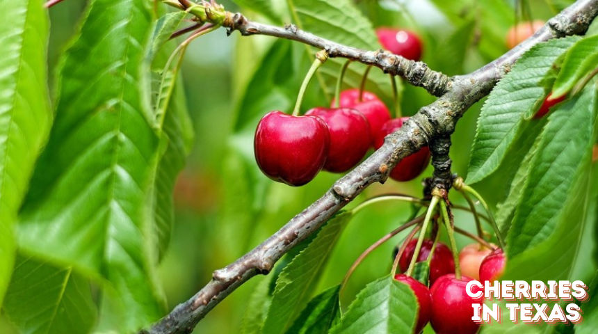 Can You Grow Cherries In Texas ?