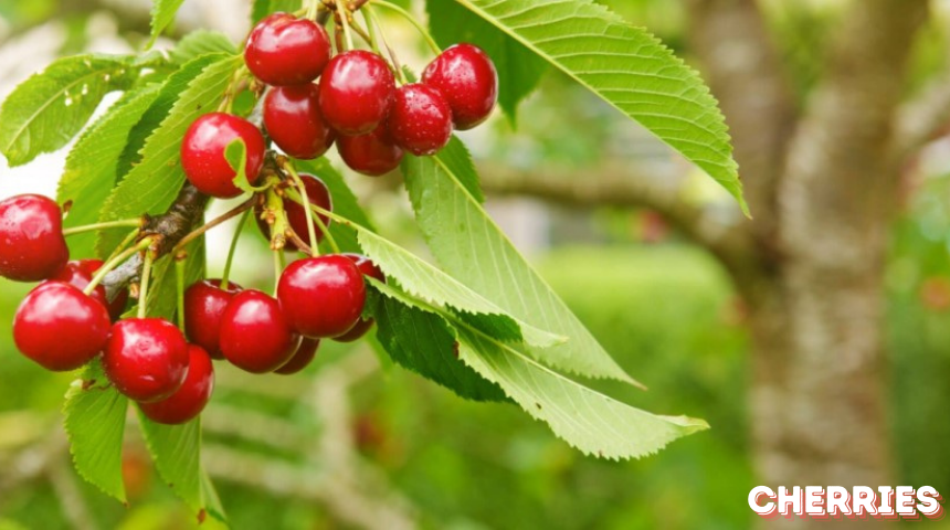 Can You Grow Cherries In Texas ?