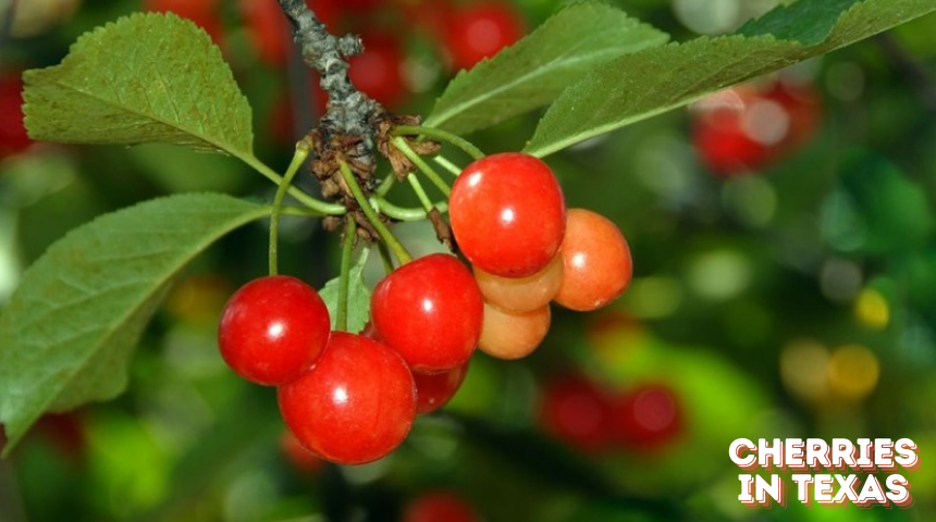 Can You Grow Cherries In Texas ?