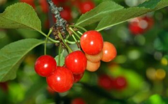 Can You Grow Cherries In Texas?