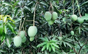 Ideas for Growing Mangoes