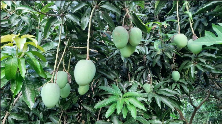 Ideas for Growing Mangoes