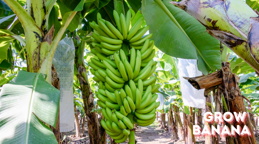 How To Grow Banana Plants?