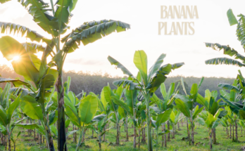 How To Grow Banana Plants?