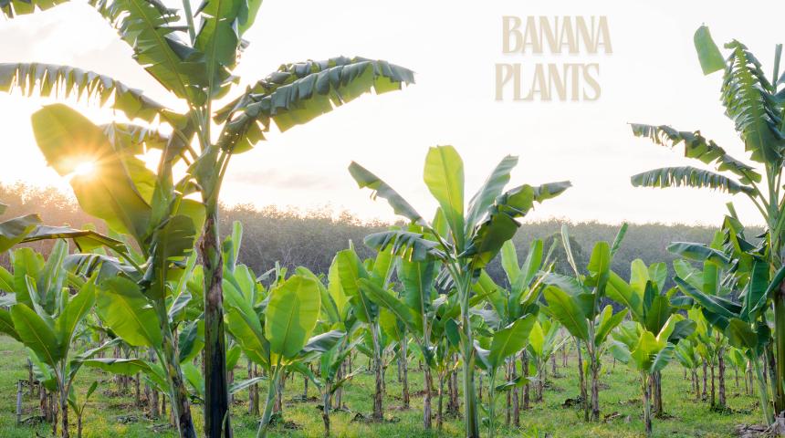 How To Grow Banana Plants?