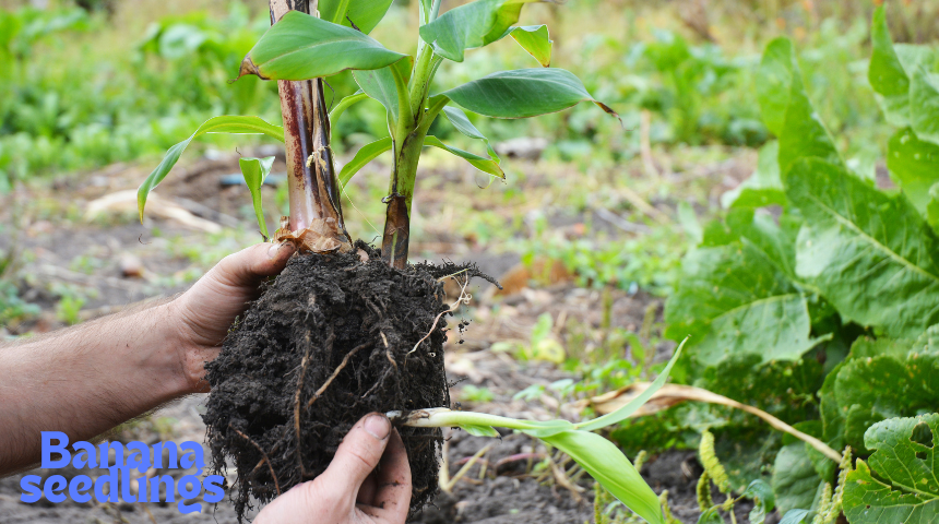 How To Grow Bananas in Florida