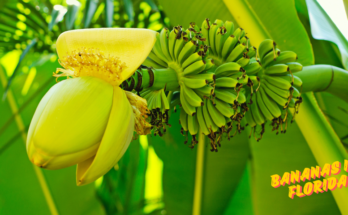 How To Grow Bananas in Florida?