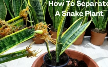 How To Separate A Snake Plant