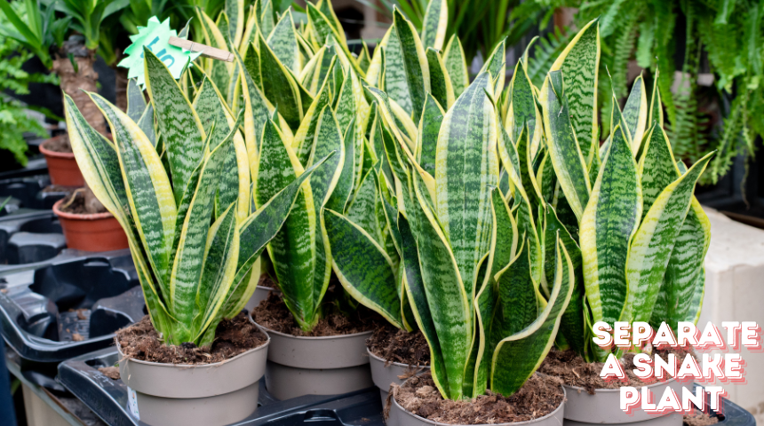 How To Separate A Snake Plant?