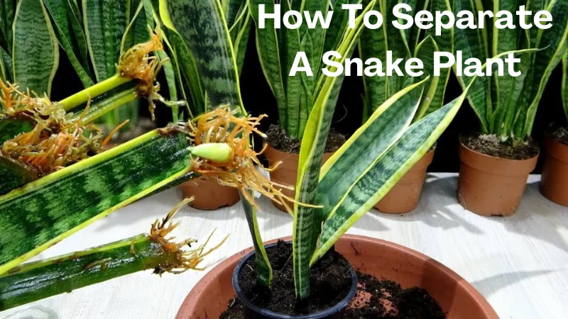 How To Separate A Snake Plant