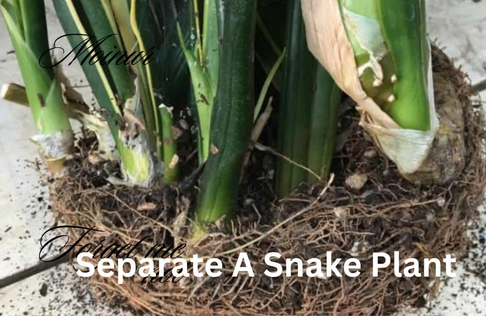 How To Separate A Snake Plant?