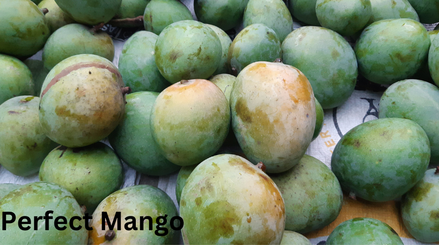 Growing Mangoes And How To Grow Mango Trees From Seed