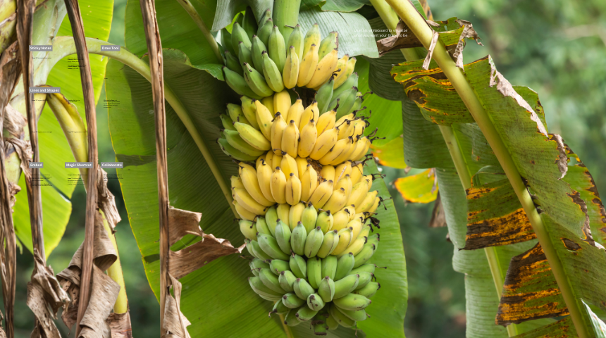 How To Grow Bananas in Florida