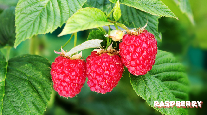 What Does Raspberry Seeds Look Like?