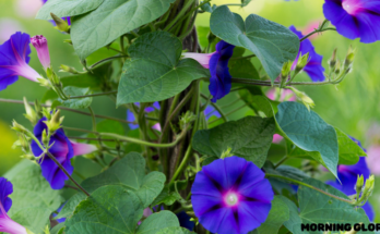 Do Morning Glories Come Back Every Year?