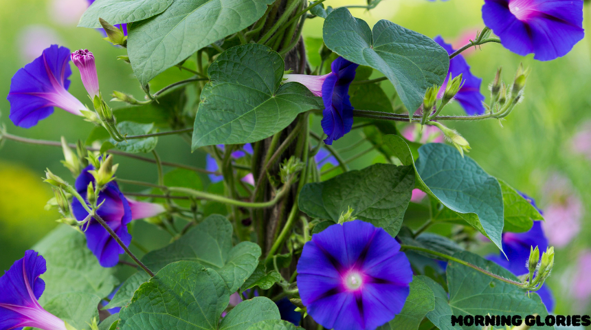 Do Morning Glories Come Back Every Year?