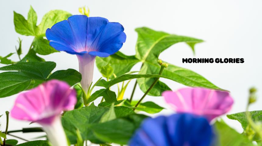 Do Morning Glories Come Back Every Year?