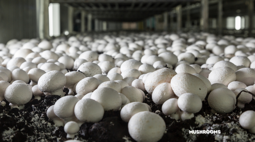 How To Grow Mushrooms?