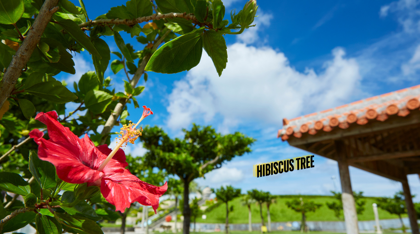 Does Hibiscus Flowers Close at Night?