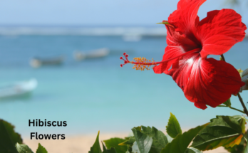 Does Hibiscus Flowers Close at Night?