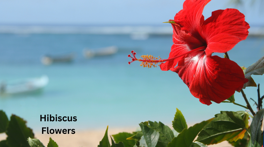 Does Hibiscus Flowers Close at Night?