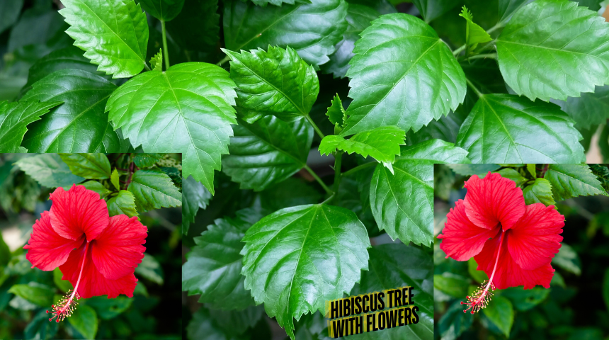 Does Hibiscus Flowers Close at Night?