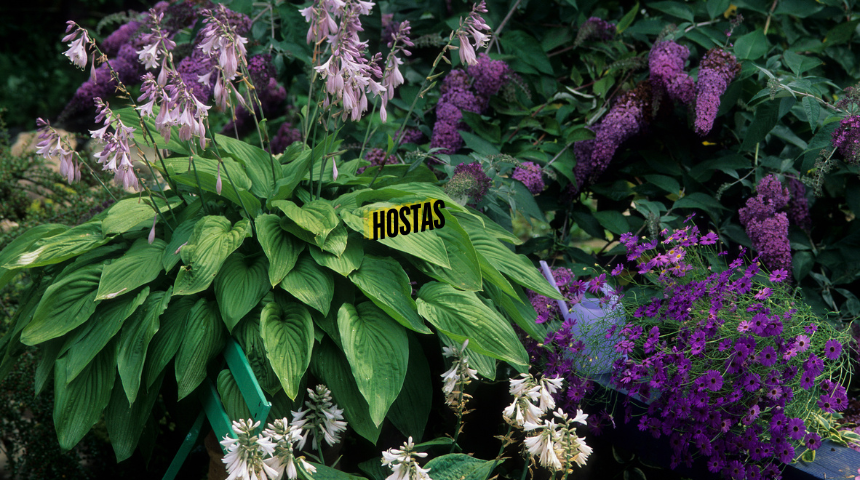 How To Make Hostas Grow Bigger?