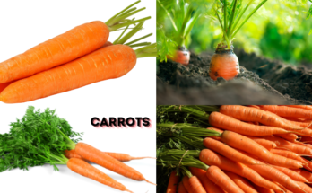 How Do I Grow Carrots?