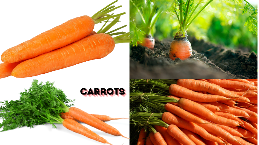 How Do I Grow Carrots? 