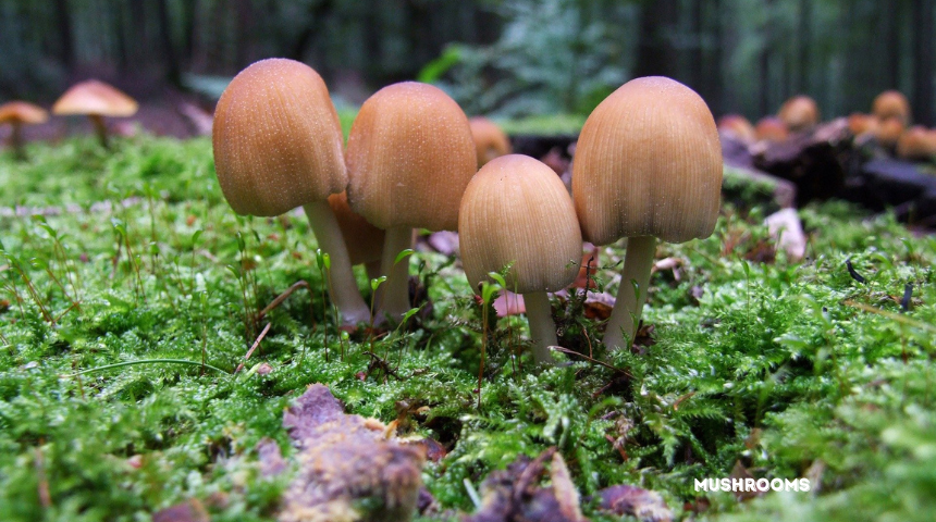 How To Grow Mushrooms?