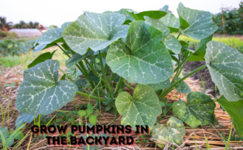 How To Grow Pumpkins In The Backyard?