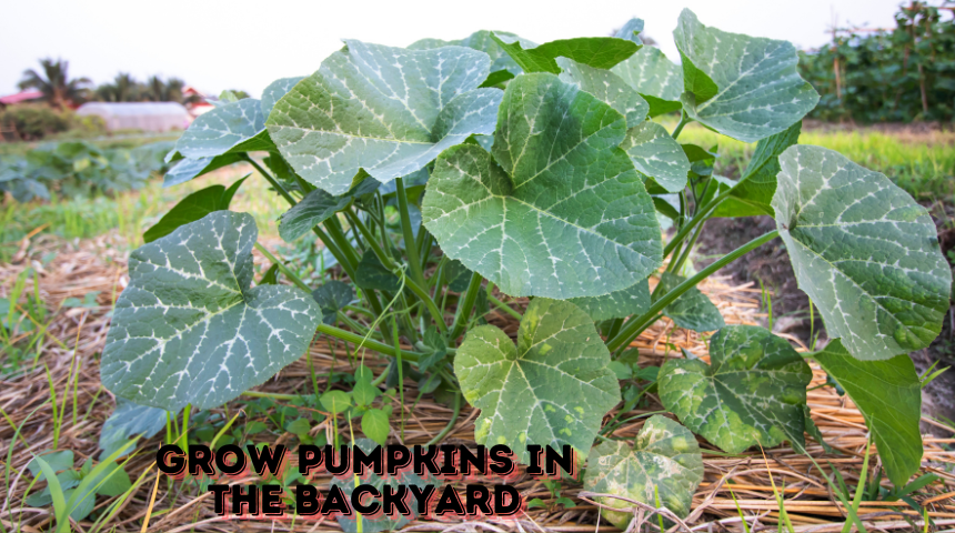 How To Grow Pumpkins In The Backyard?