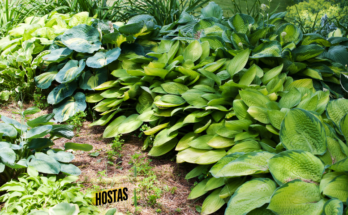 How To Make Hostas Grow Bigger?