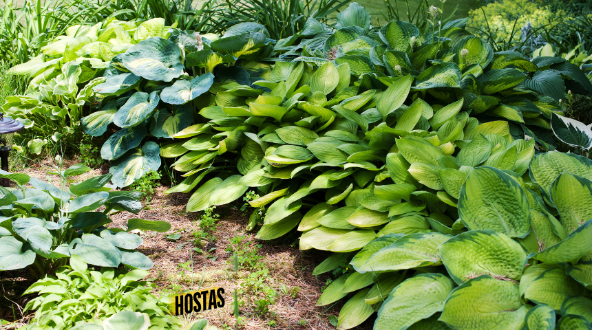 How To Make Hostas Grow Bigger?