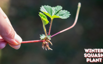 How To Plant And Grow Winter Squash?