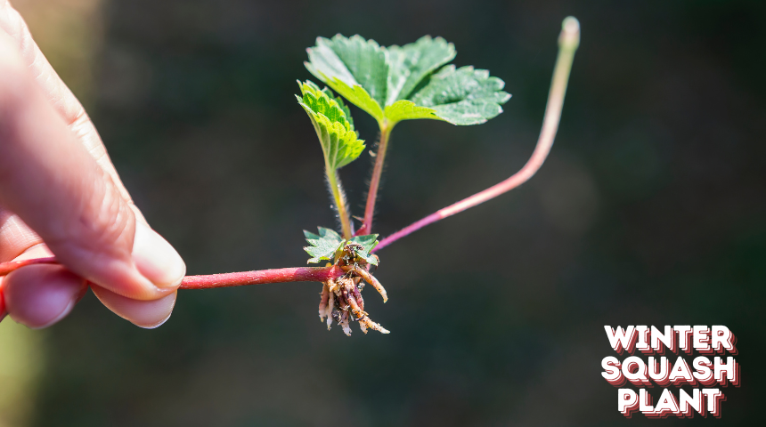 How To Plant And Grow Winter Squash?