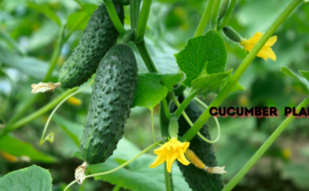 How To Plant And Grow Cucumber?