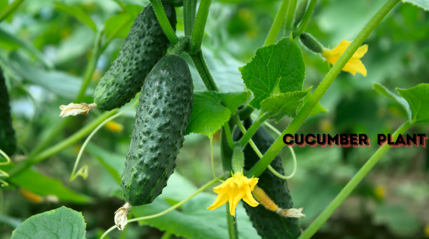 How To Plant And Grow Cucumber?