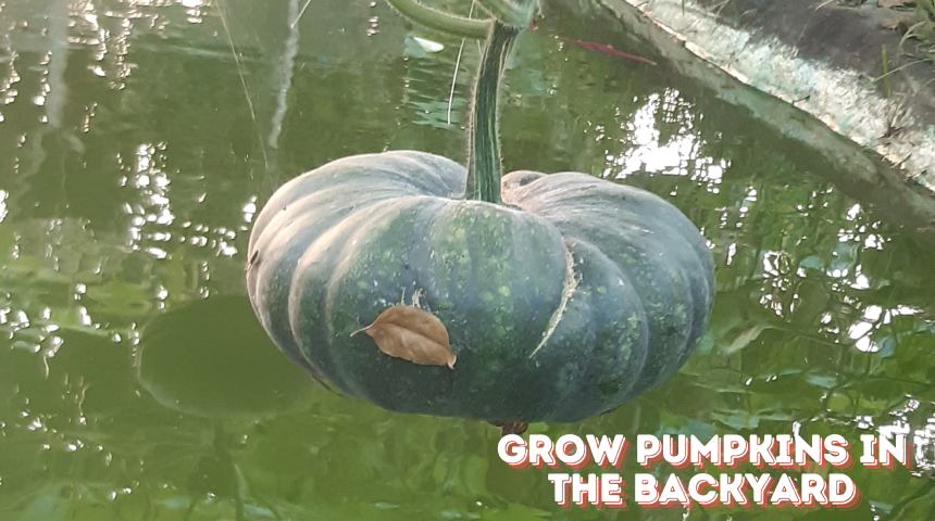 How To Grow Pumpkins In The Backyard?