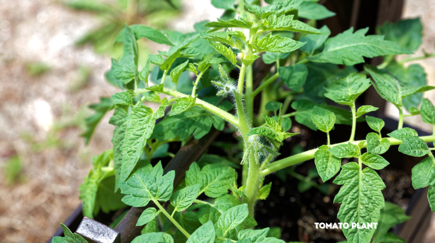 How to Get Rid of Tiny Black Bugs on Tomato Plants?