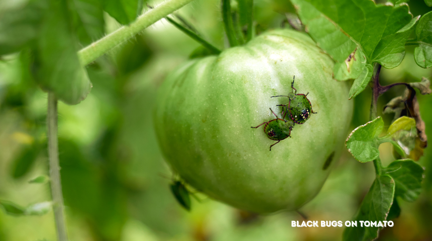 How to Get Rid of Tiny Black Bugs on Tomato Plants?