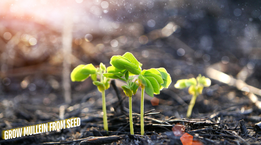 How To Grow Mullein From Seed?