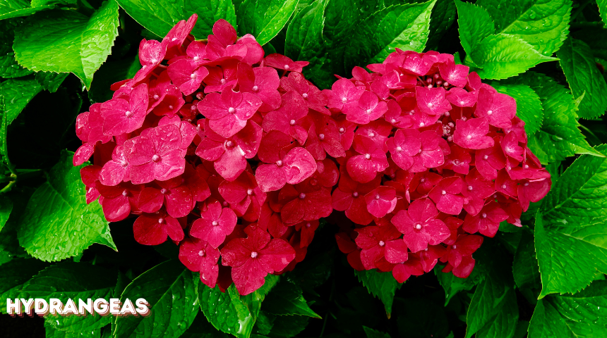 When Do Hydrangeas Bloom in Tennessee?